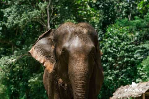 Kerchor Elephant Family Park Phuket in Thailand