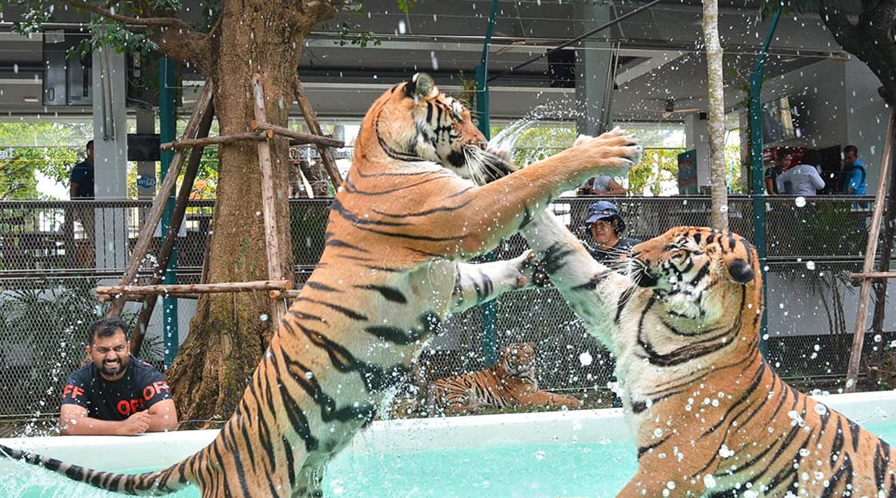 Tiger Park Pattaya in Thailand