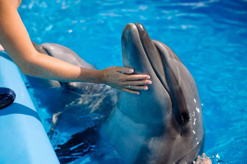 Dolphins Bay Phuket in Thailand