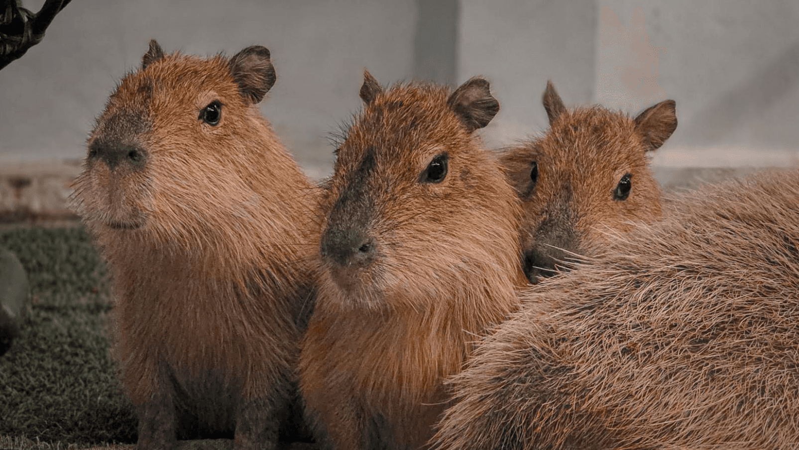 Capybara Coffee Pattaya in Thailand